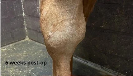 The horse's hind leg in a stable, swelling visible along the hock and cannon