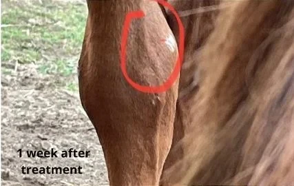 The same leg outdoors, the remaining swelling marked with a red circle