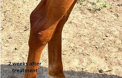 The same leg standing on sand, no swelling visible