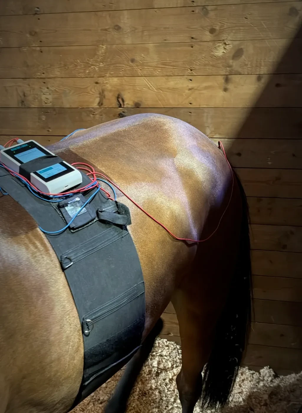 A bay horse standing in a wooden stable with a B-E-St device strapped in a belt across his back, wires running to electrodes under the belt