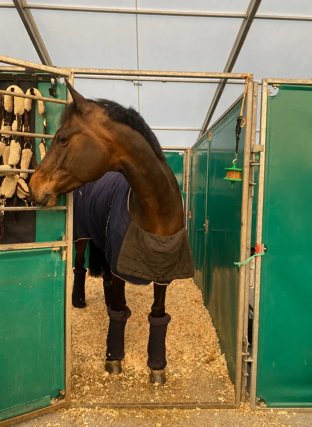 A rugged bay horse standing in temporary show stabling, looking out over the stall door