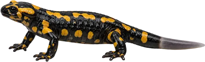 A fire salamander, black with yellow markings, its tail regrowing pale and translucent at the tip