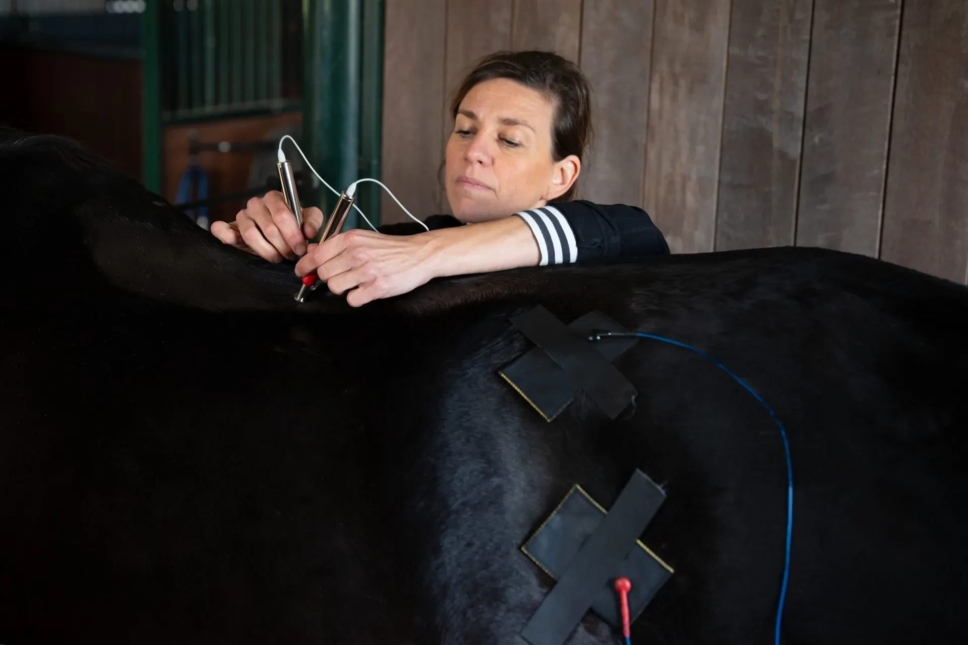A practitioner working two hand electrodes along a dark horse's back, with taped pads and lead wires already in place