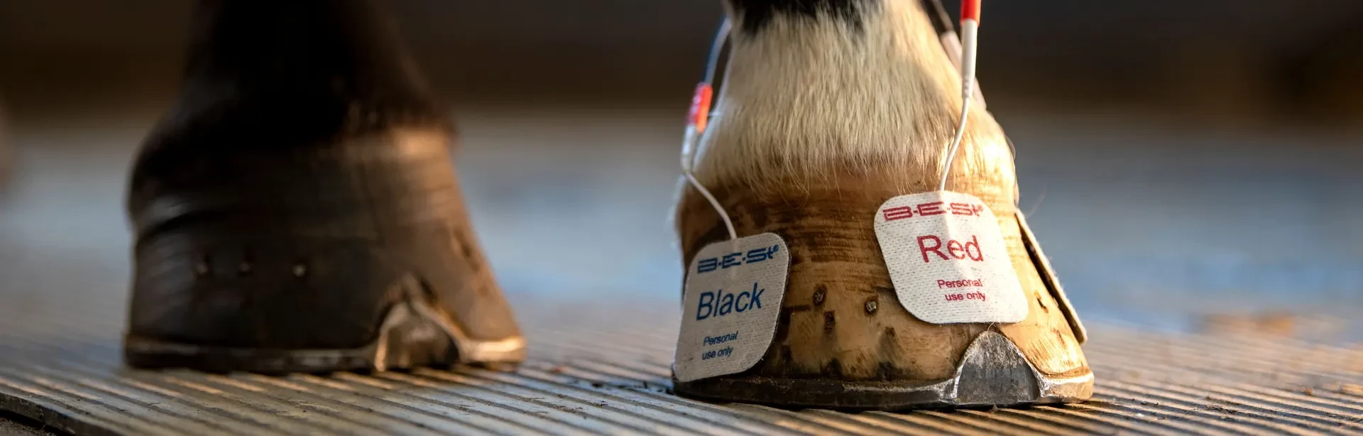 Two B-E-St adhesive pads, labelled Black and Red, attached to a horse's hoof and pastern in a stable