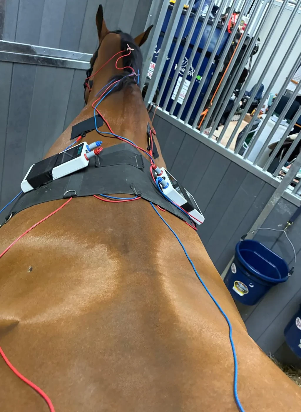 A chestnut horse in temporary show stabling with two Baby B-E-St devices held in a surcingle across the back, red and blue leads running to taped pads